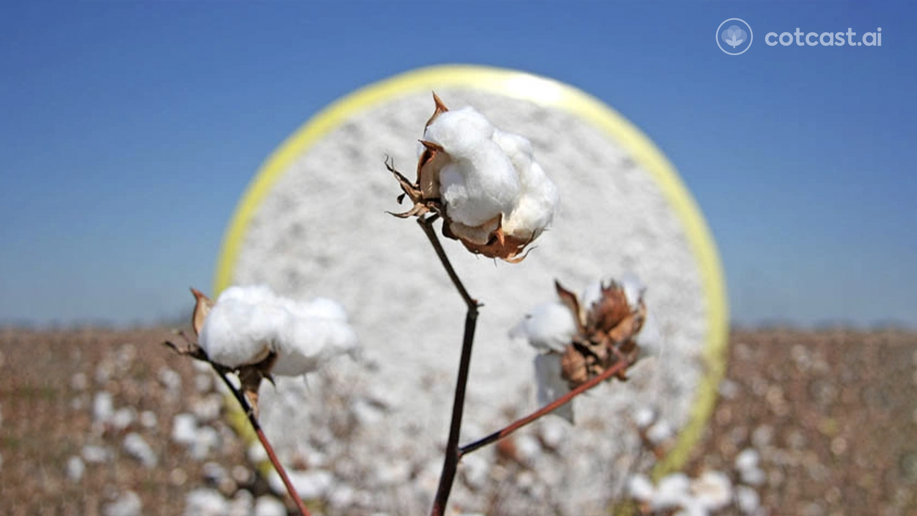 Cotton Photo