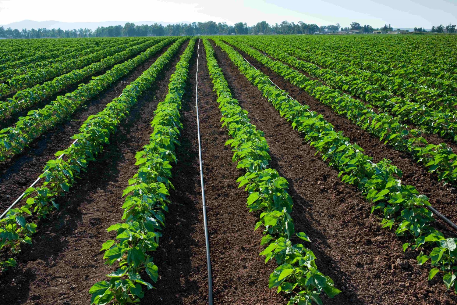 Cotton Photo